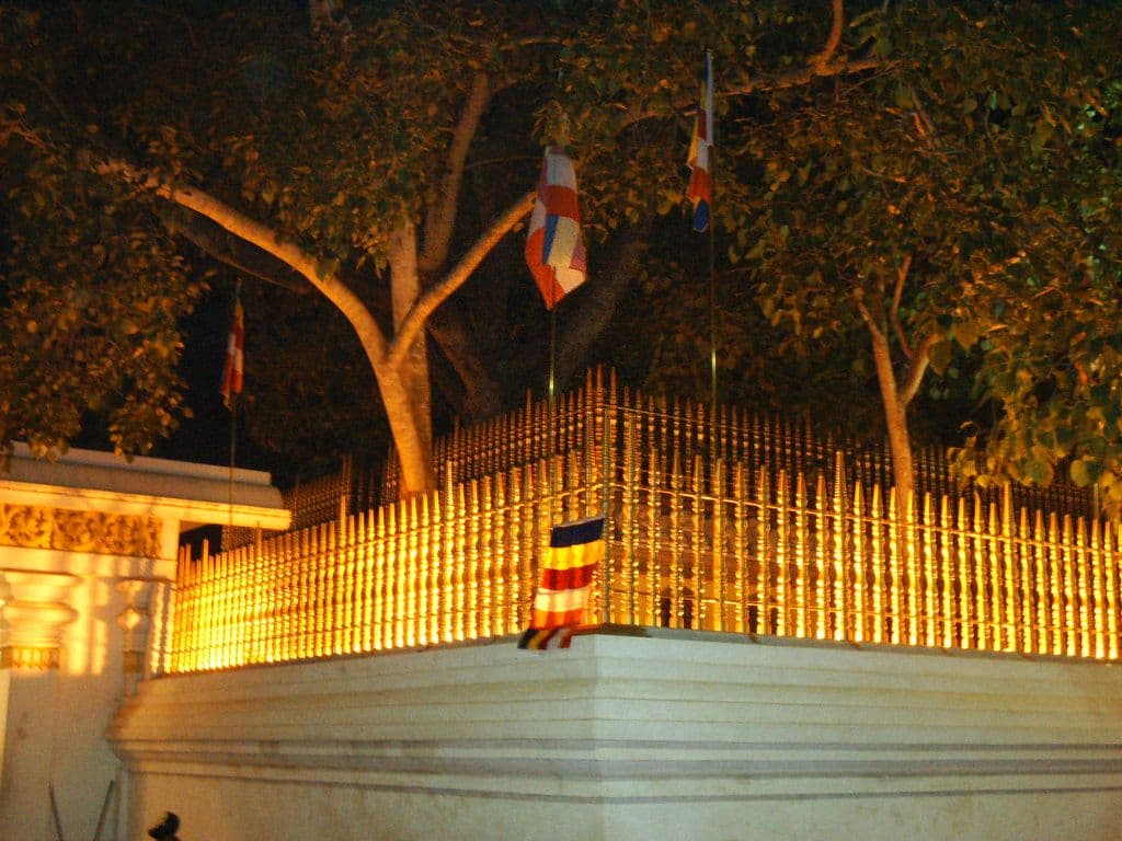 Jaya Sri Maha Bodhi: The Sacred Canopy
